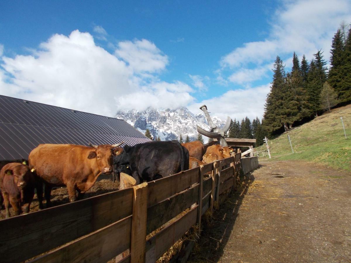 Апартаменти Balcone Sulle Dolomiti Комеліко-Суперіоре Екстер'єр фото